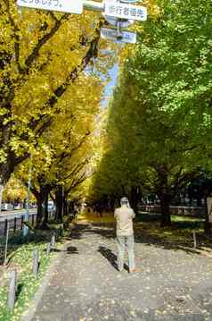 东京日本11月人访问银杏树大道标题明治纪念图片画廊