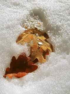 冻橡木叶子铺设雪