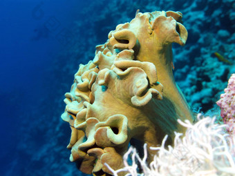 珊瑚礁伟大的软珊瑚热带海水下