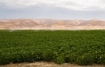 郁郁葱葱的农场场植物<strong>灌溉</strong>加州农业