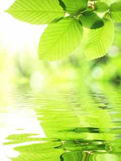 绿色叶水