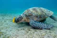 单伟大的海乌龟热带海水下