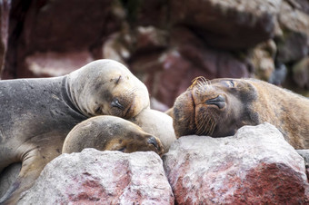 sealions小狗睡觉岩石