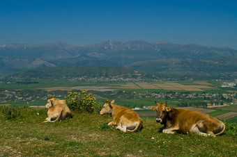 阿尔巴尼亚牛