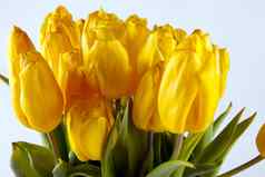 花束黄色的郁金香美丽的背景祝贺你