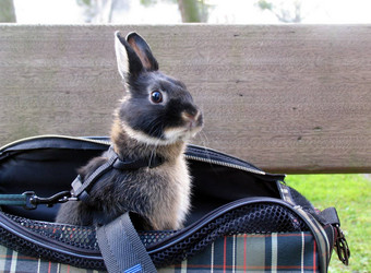 年轻的兔子宠物航空公司袋有趣的
