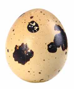 单浅褐色的蛋鹌鹑
