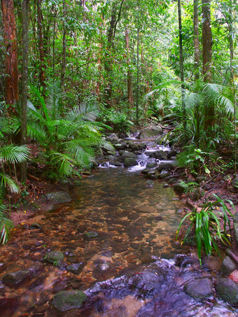 酒店热带雨林昆士兰澳大利亚