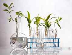 化学设备植物实验室实验