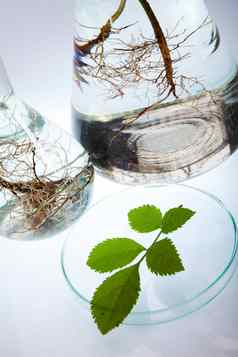 化学实验室玻璃器皿生物有机现代概念