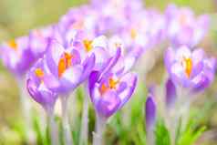 脆弱的温柔的紫罗兰色的番红花属春天花