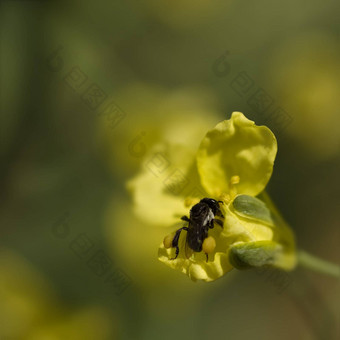 春天小澳大利亚本地的无刺的<strong>蜜蜂</strong>收集花粉