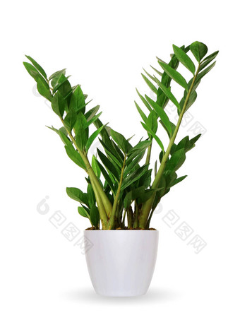 室内植物zamioculcas盆栽植物孤立的白色