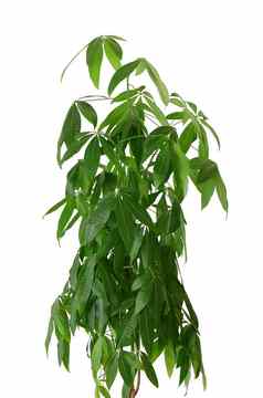 室内植物pachiraaquatica盆栽植物孤立的白色