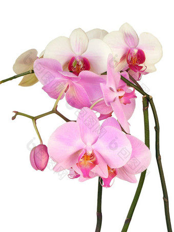 丰富的漂亮的粉红色的兰花花