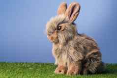 灰色兔子兔子