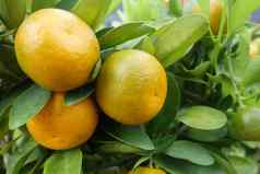 柑橘类橙色成长树