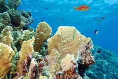 珊瑚礁火珊瑚热带sea-underwater