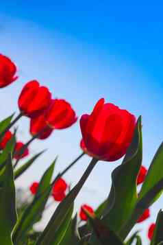 红色的郁金香花园