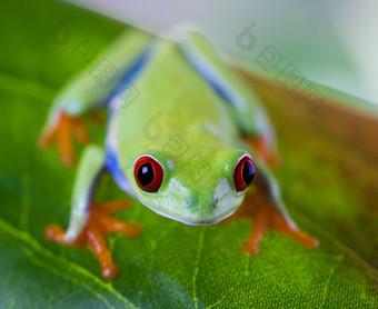 树青蛙色彩斑斓的背景