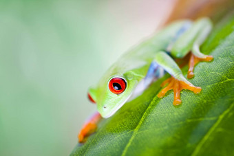 红色的眼睛树青蛙叶色彩斑斓的背景