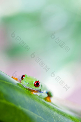 红色的眼睛树青蛙叶色彩斑斓的背景