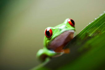 青蛙丛林色彩斑斓的背景