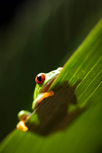 <strong>青蛙</strong>丛林色彩斑斓的背景