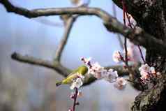 日本白色的眼李子花朵春天季节