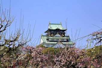 大阪城堡<strong>李子</strong>花朵