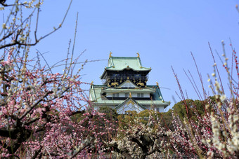 大阪城堡李子花朵