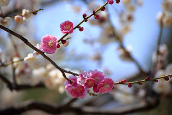 李子开花