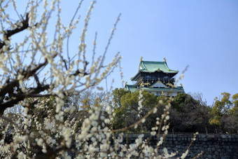 大阪城堡李子花朵