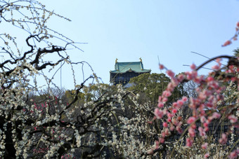 大阪城堡<strong>李子</strong>花朵