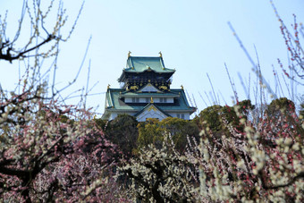 大阪城堡李子花朵