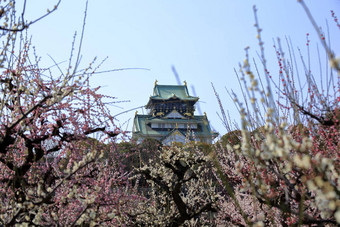 大阪城堡李子花朵