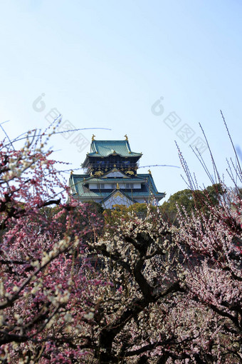 大阪城堡李子花朵