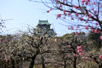 大阪城堡李子花朵