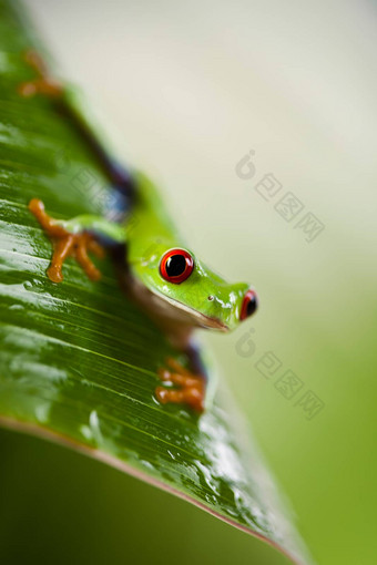 绿色树青蛙色彩斑斓的背景