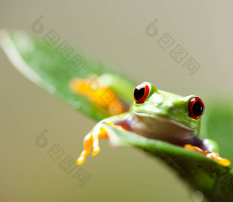 绿色树<strong>青蛙</strong>色彩斑斓的背景