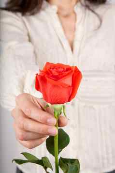 白色衬衫女人提供红色的玫瑰