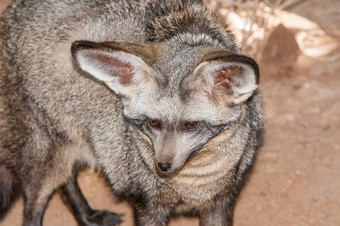 脸bat-eared狐狸