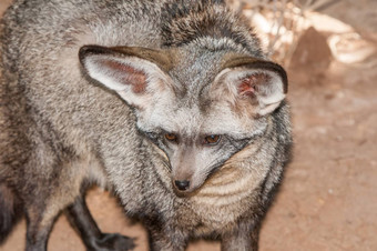 脸bat-eared<strong>狐狸</strong>