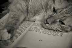 甜蜜的猫阅读书