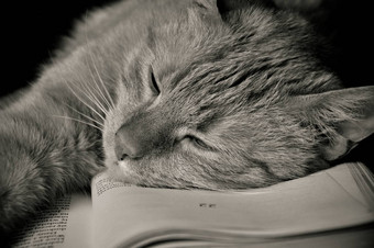 甜蜜的猫阅读<strong>书</strong>