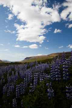 山景观兰德曼纳劳卡冰岛明亮的色彩斑斓的