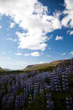 冰岛花明亮的色彩斑斓的生动的主题