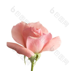 粉红色<strong>的玫瑰</strong>花