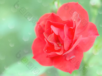 湿温柔的红色的玫瑰花雨滴