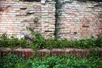 砖墙绿色草艾薇